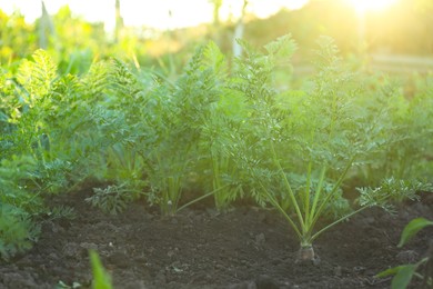 Carrot plants with green leaves growing in garden