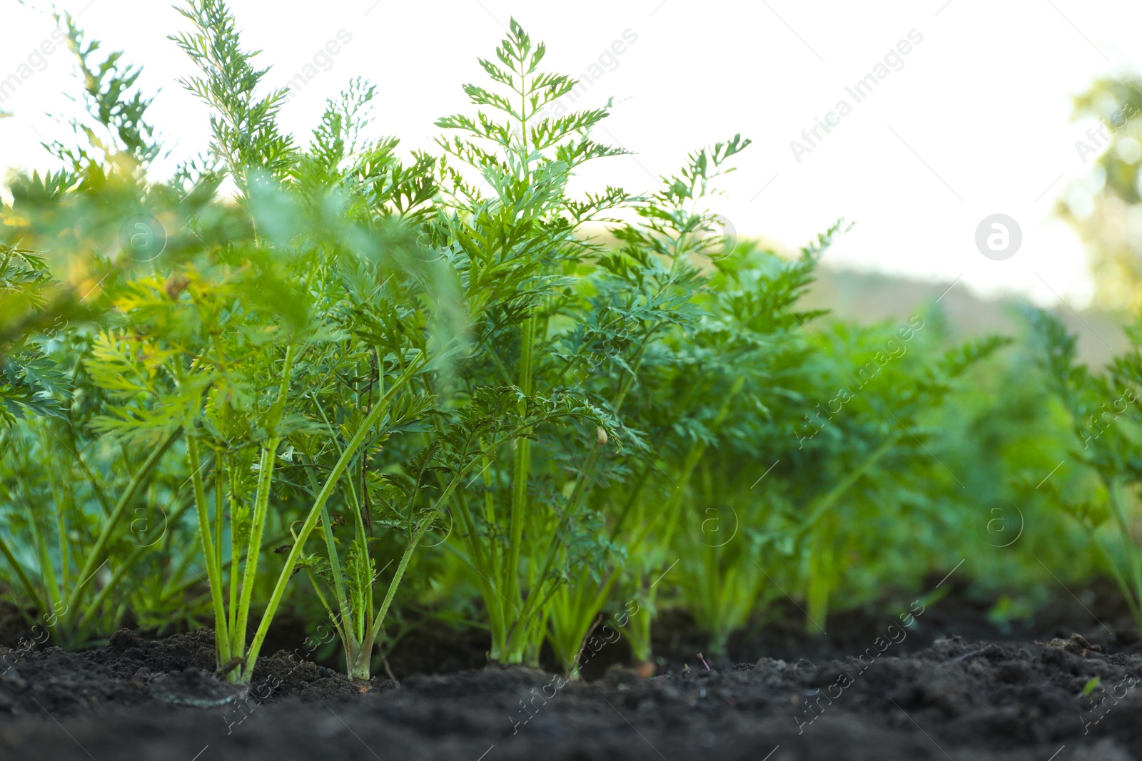 Photo of Carrot plants with green leaves growing in garden, closeup