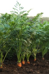 Photo of Carrot plants with green leaves growing in garden