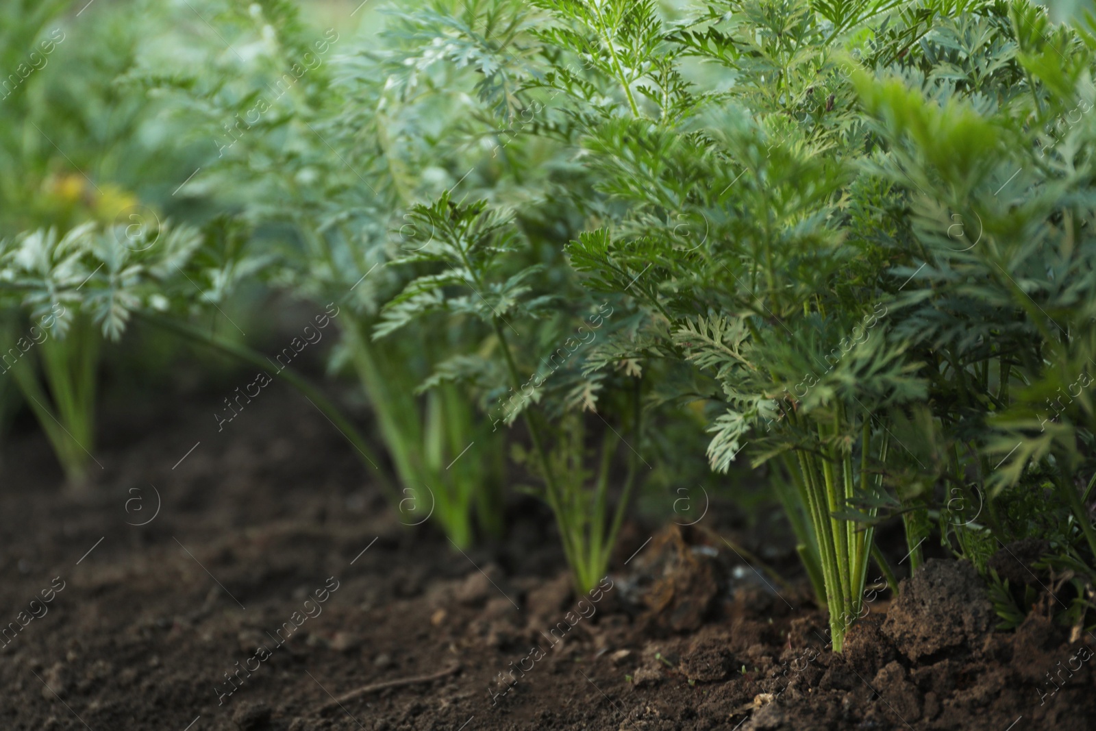 Photo of Carrot plants with green leaves growing in garden, closeup