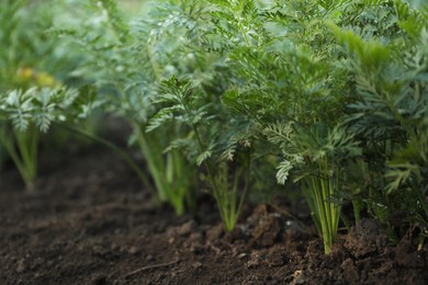 Photo of Carrot plants with green leaves growing in garden, closeup