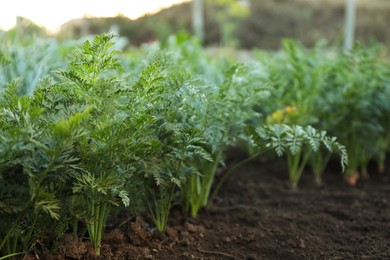 Photo of Carrot plants with green leaves growing in garden