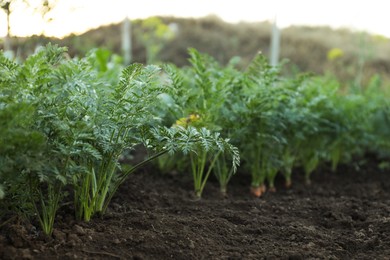 Photo of Carrot plants with green leaves growing in garden