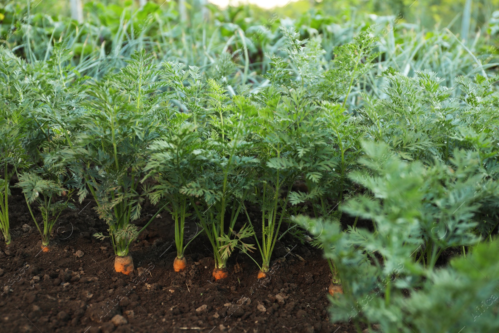 Photo of Carrot plants with green leaves growing in garden