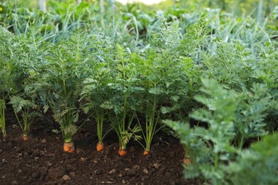 Carrot plants with green leaves growing in garden