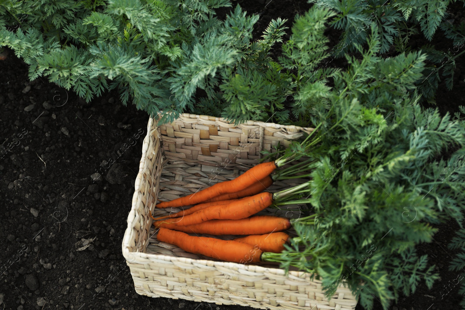 Photo of Fresh ripe carrots with green leaves in wicker basket in garden