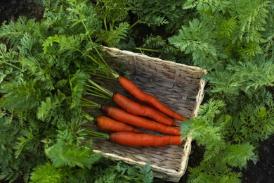 Photo of Fresh ripe carrots with green leaves in wicker basket in garden, above view