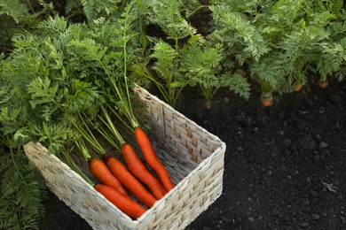 Photo of Fresh ripe carrots with green leaves in wicker basket in garden