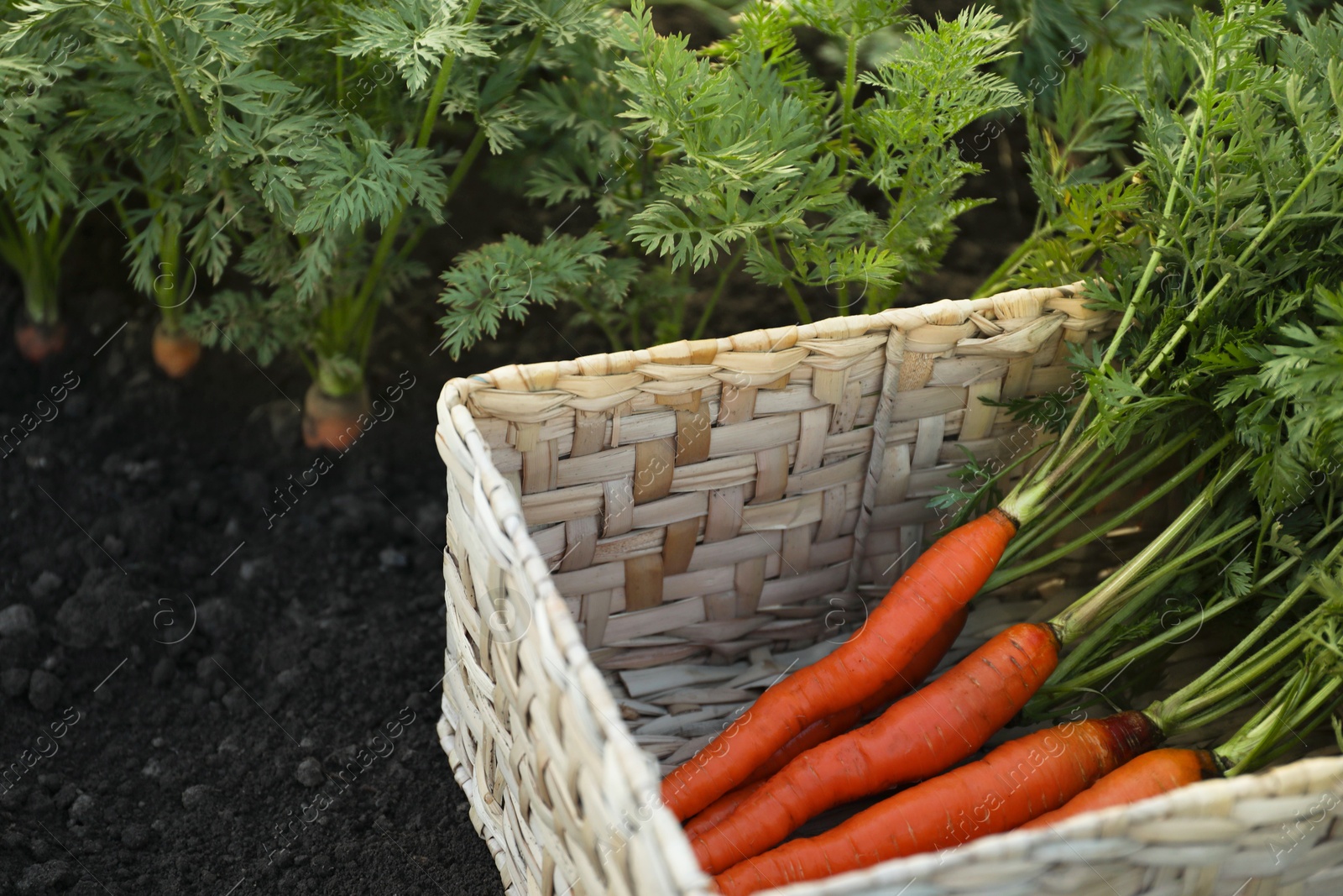 Photo of Fresh ripe carrots with green leaves in wicker basket in garden