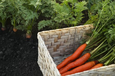 Photo of Fresh ripe carrots with green leaves in wicker basket in garden