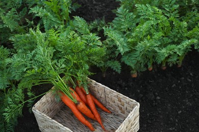 Photo of Fresh ripe carrots with green leaves in wicker basket in garden