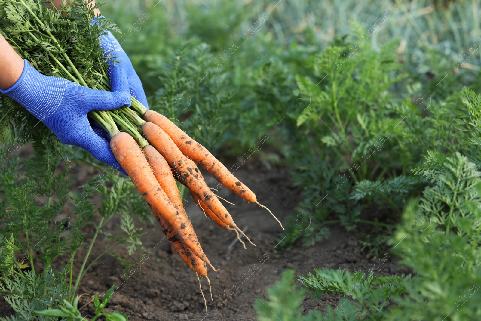 Photo of Farmer in gloves holding bunch of fresh carrots in garden, closeup