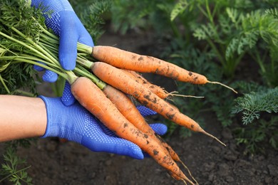 Farmer in gloves holding bunch of fresh carrots in garden, closeup