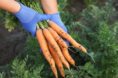 Photo of Farmer in gloves holding bunch of fresh carrots in garden, closeup