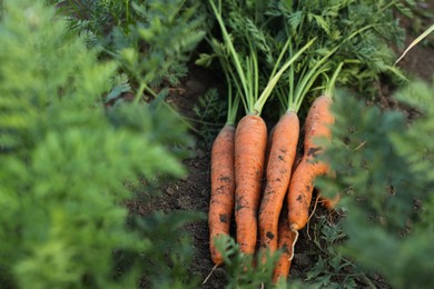 Photo of Fresh carrots on soil in garden, closeup