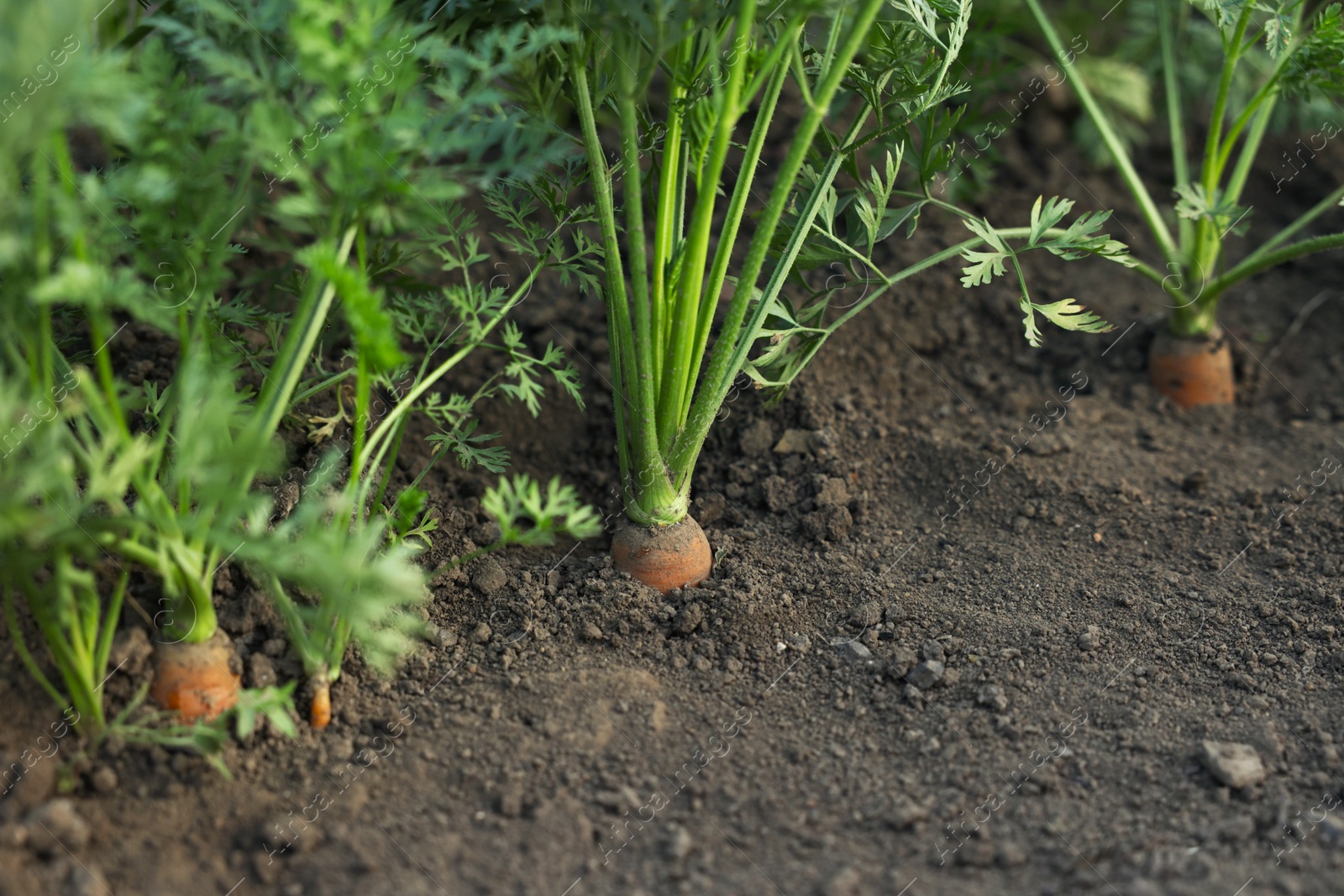 Photo of Many carrots growing in soil outdoors, closeup