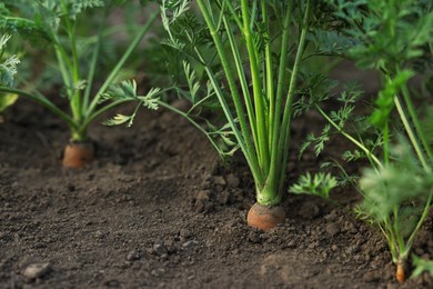 Photo of Many carrots growing in soil outdoors, closeup