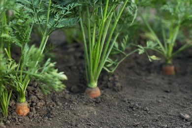 Photo of Many carrots growing in soil outdoors, closeup