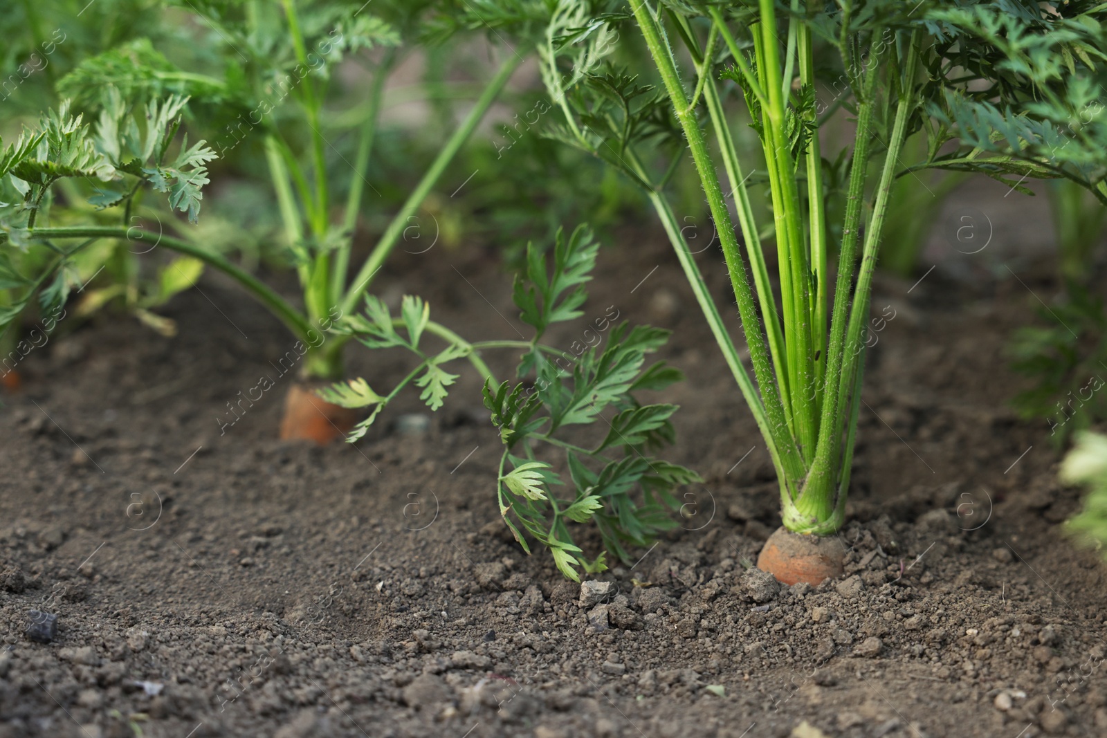 Photo of Many carrots growing in soil outdoors, closeup