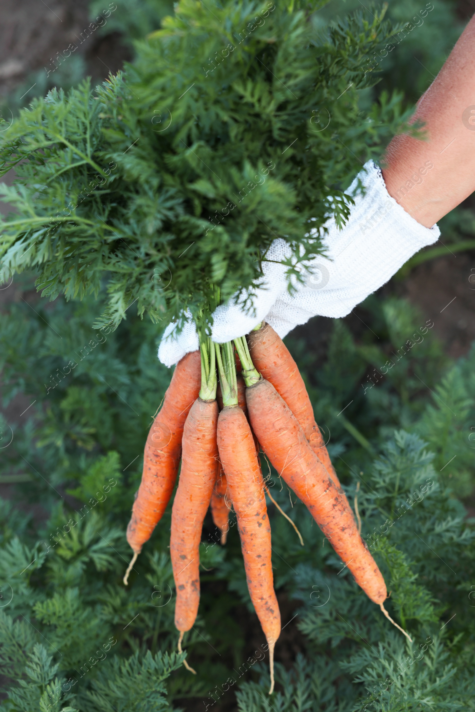 Photo of Farmer in gloves holding bunch of fresh carrots in garden, closeup