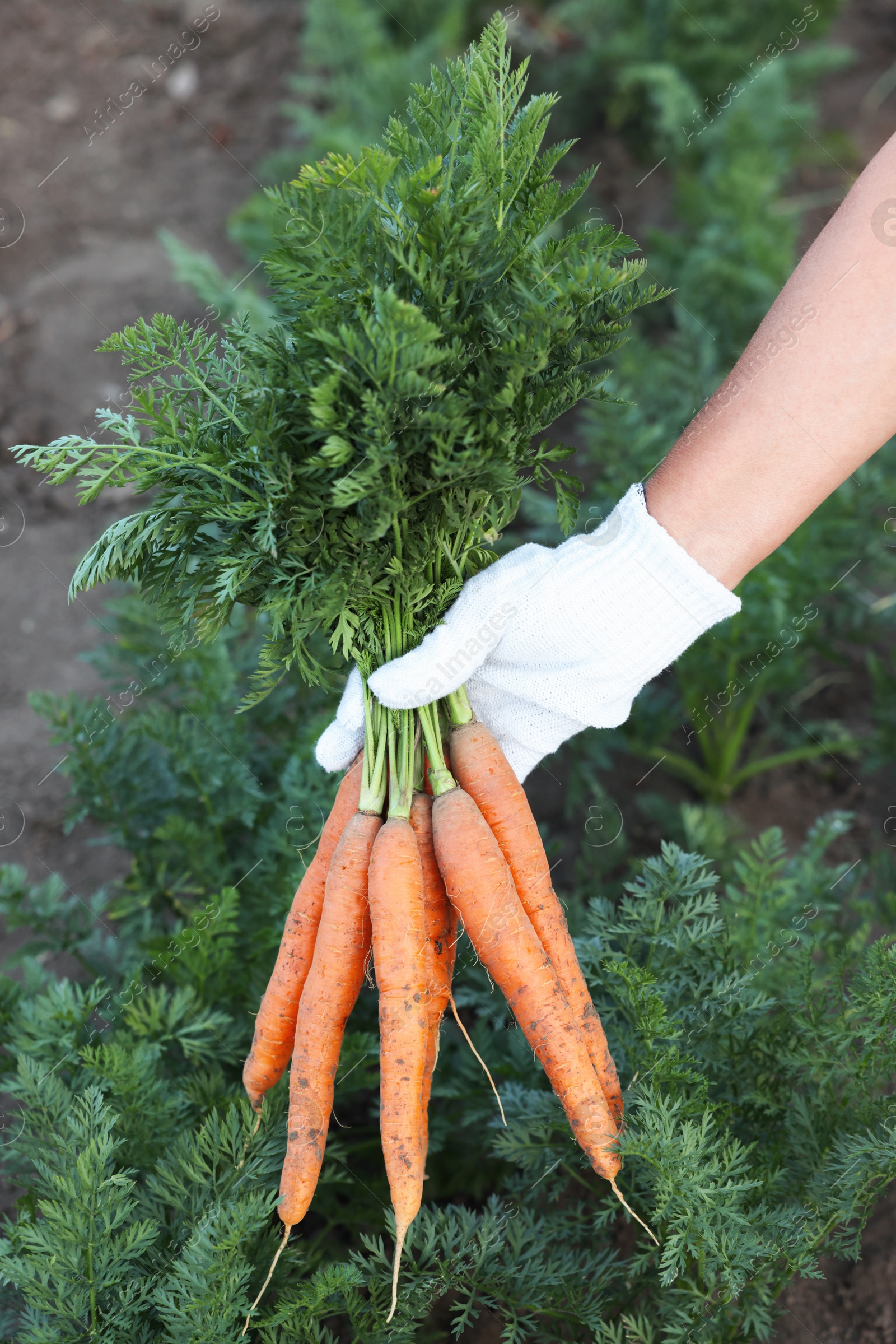 Photo of Farmer in gloves holding bunch of fresh carrots in garden, closeup