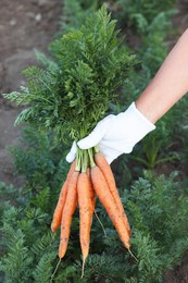 Farmer in gloves holding bunch of fresh carrots in garden, closeup