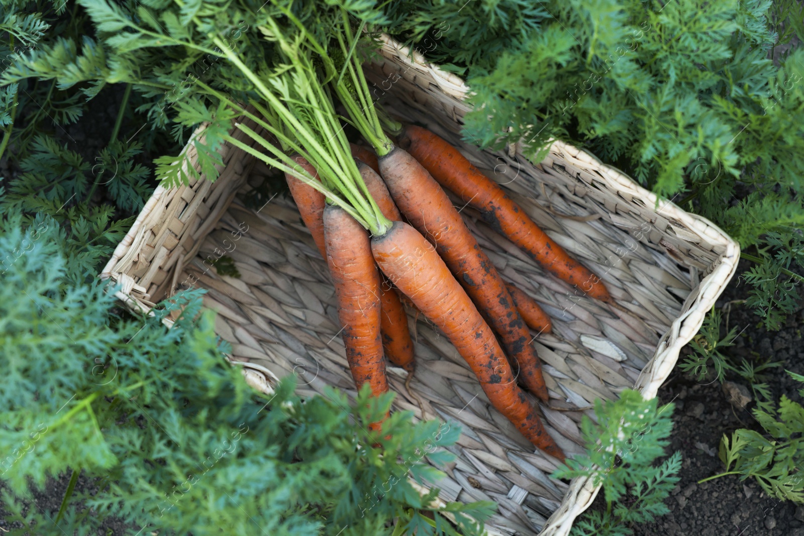 Photo of Wicker basket with bunch of fresh carrots in garden, top view