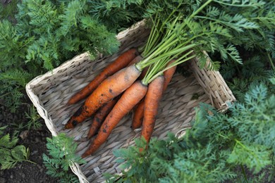 Wicker basket with bunch of fresh carrots in garden, top view