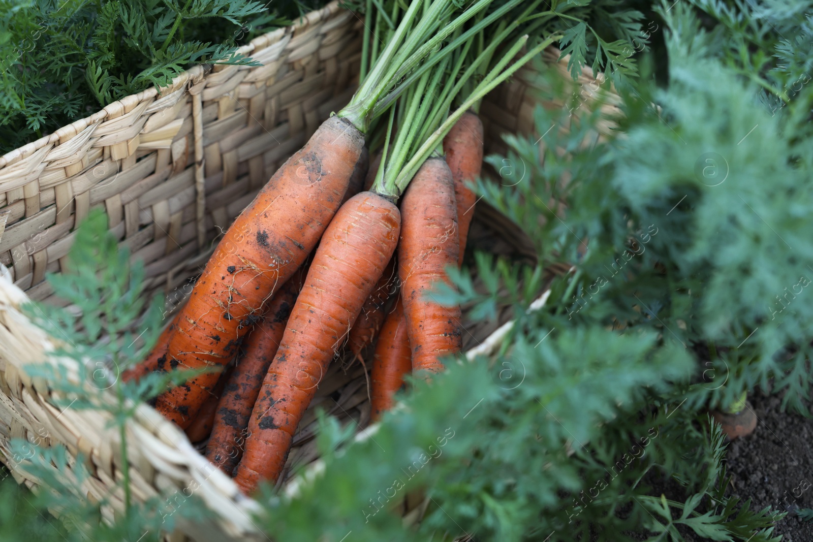 Photo of Wicker basket with bunch of fresh carrots in garden, closeup