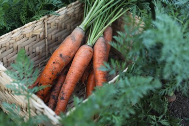 Photo of Wicker basket with bunch of fresh carrots in garden, closeup