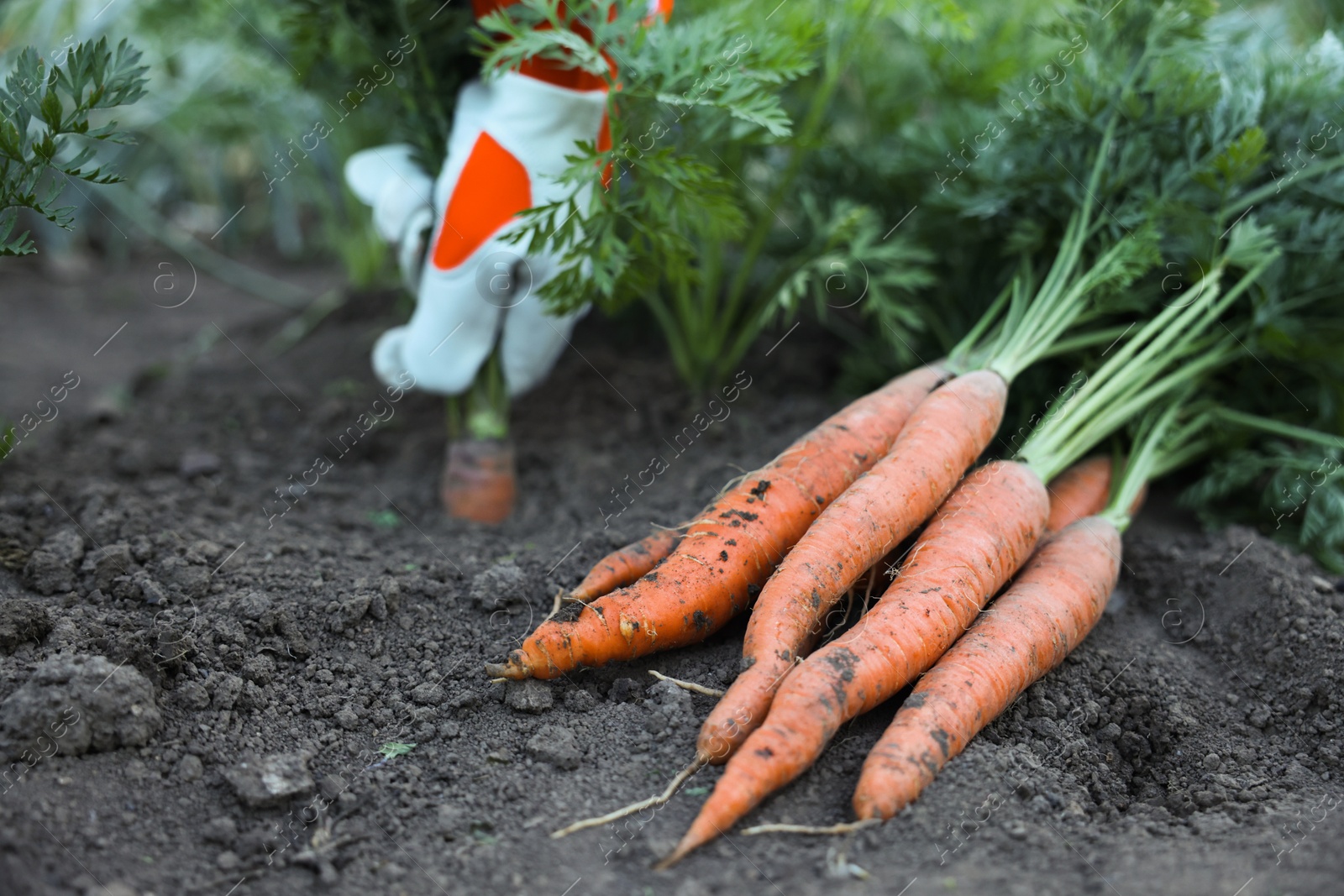 Photo of Farmer picking carrot out of soil in garden, focus on pile of carrots