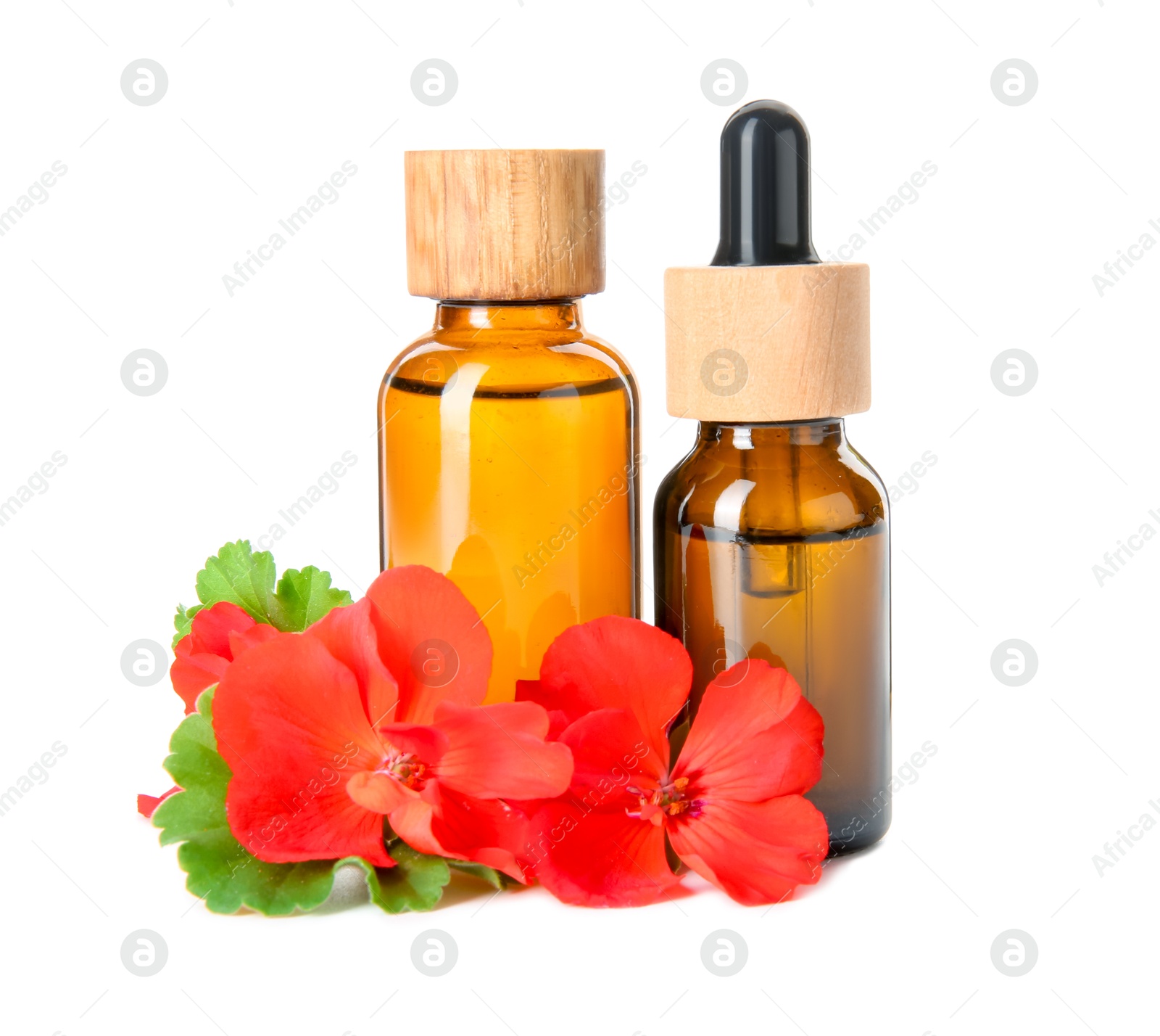 Photo of Bottles of geranium essential oil and beautiful flowers isolated on white