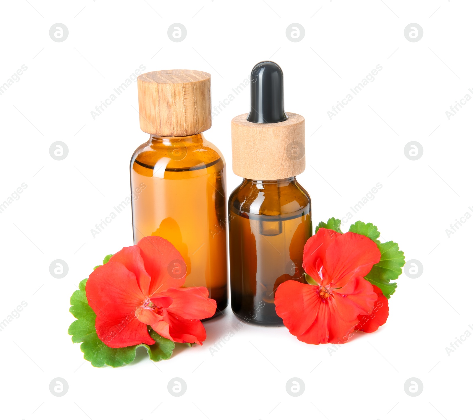 Photo of Bottles of geranium essential oil and beautiful flowers isolated on white