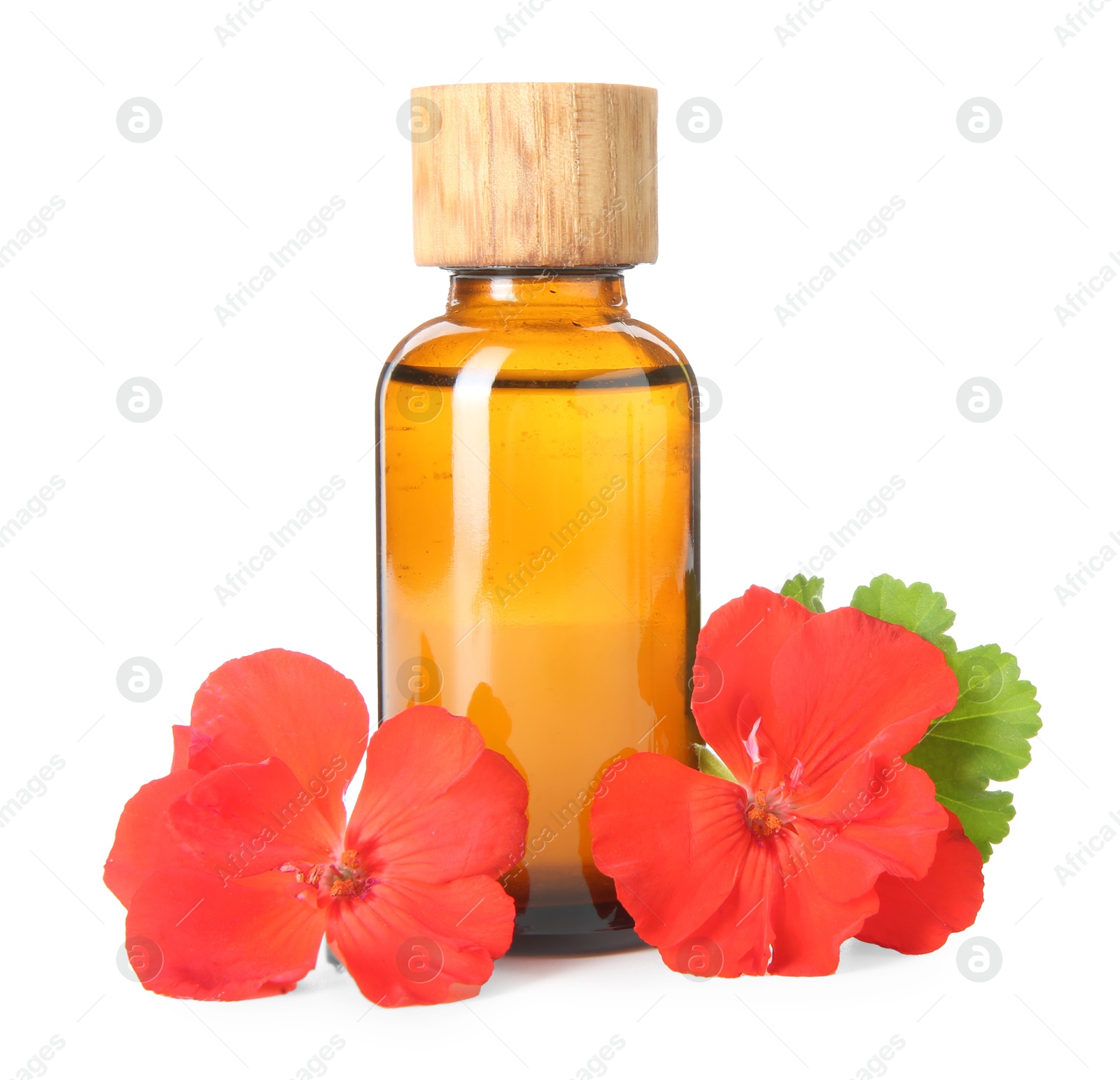 Photo of Bottle of geranium essential oil and beautiful flowers isolated on white