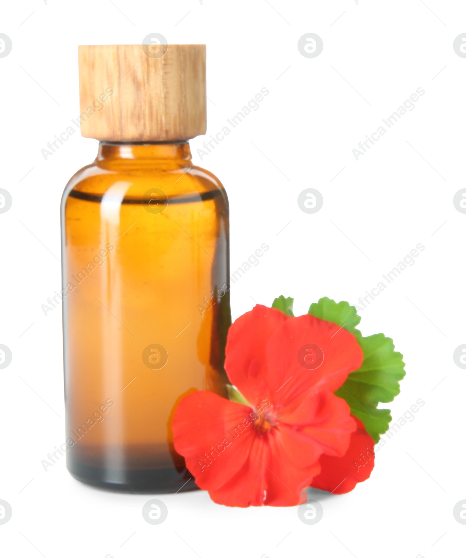 Photo of Bottle of geranium essential oil and beautiful flower isolated on white