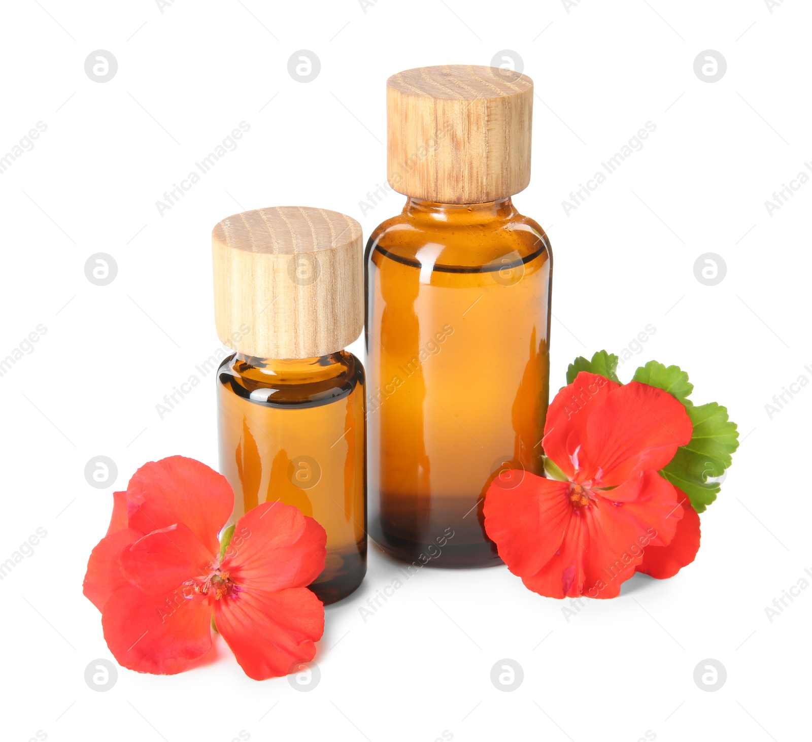 Photo of Bottles of geranium essential oil and beautiful flowers isolated on white