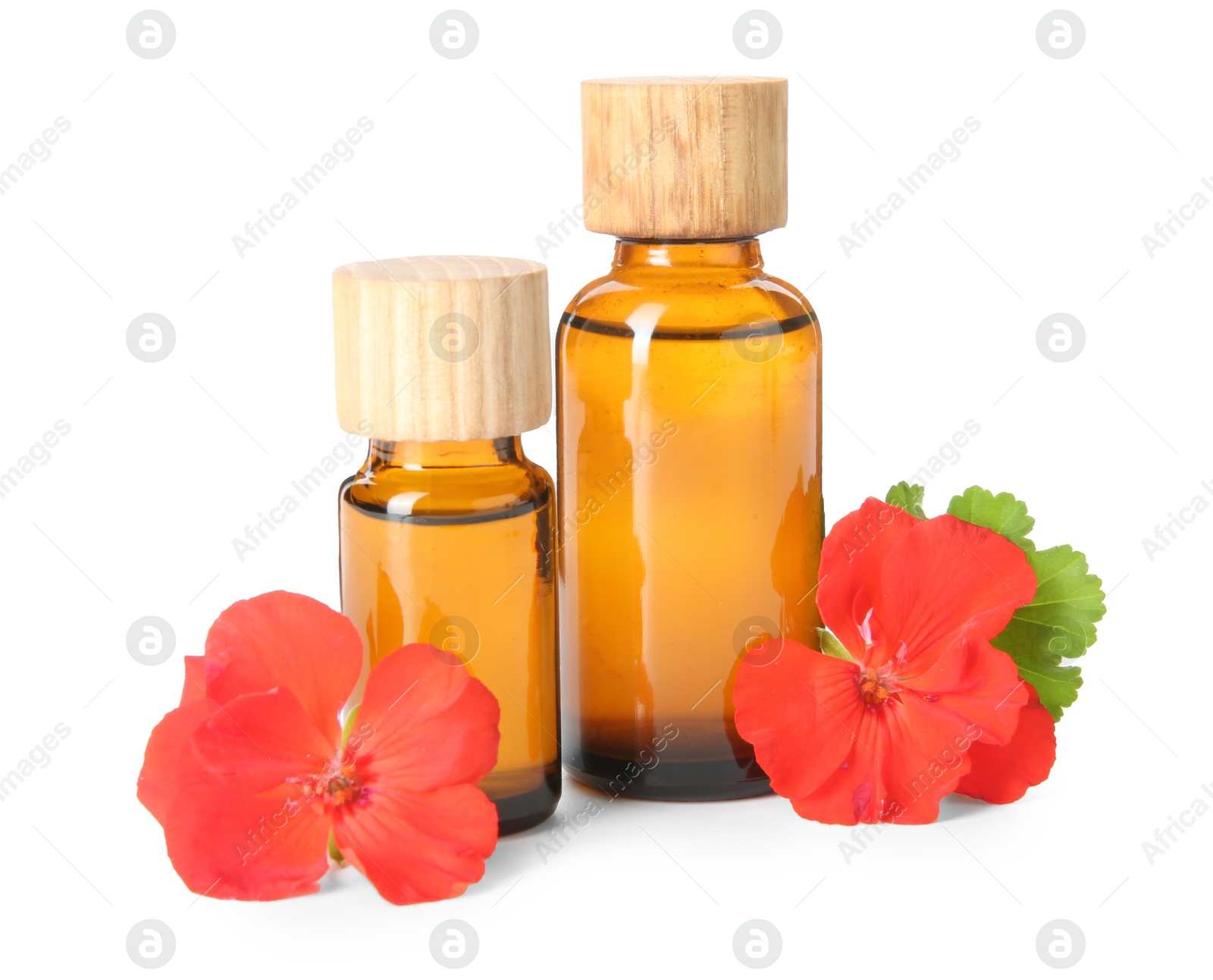 Photo of Bottles of geranium essential oil and beautiful flowers isolated on white