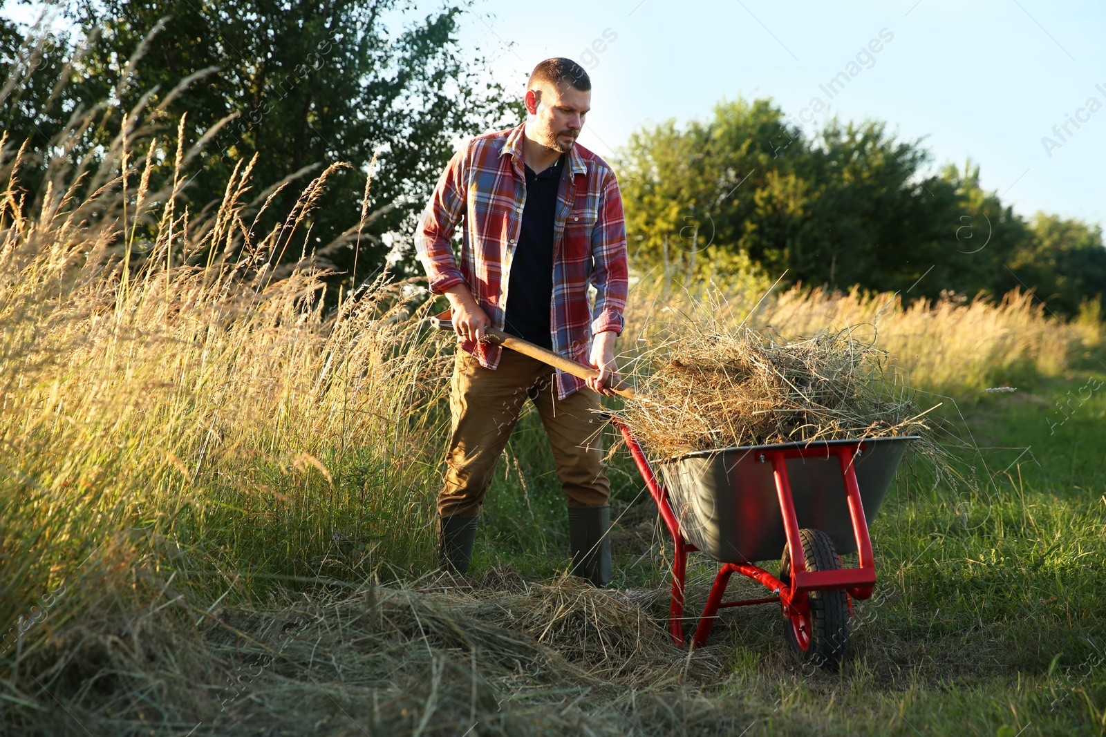 Photo of Farmer with wheelbarrow full of mown grass outdoors