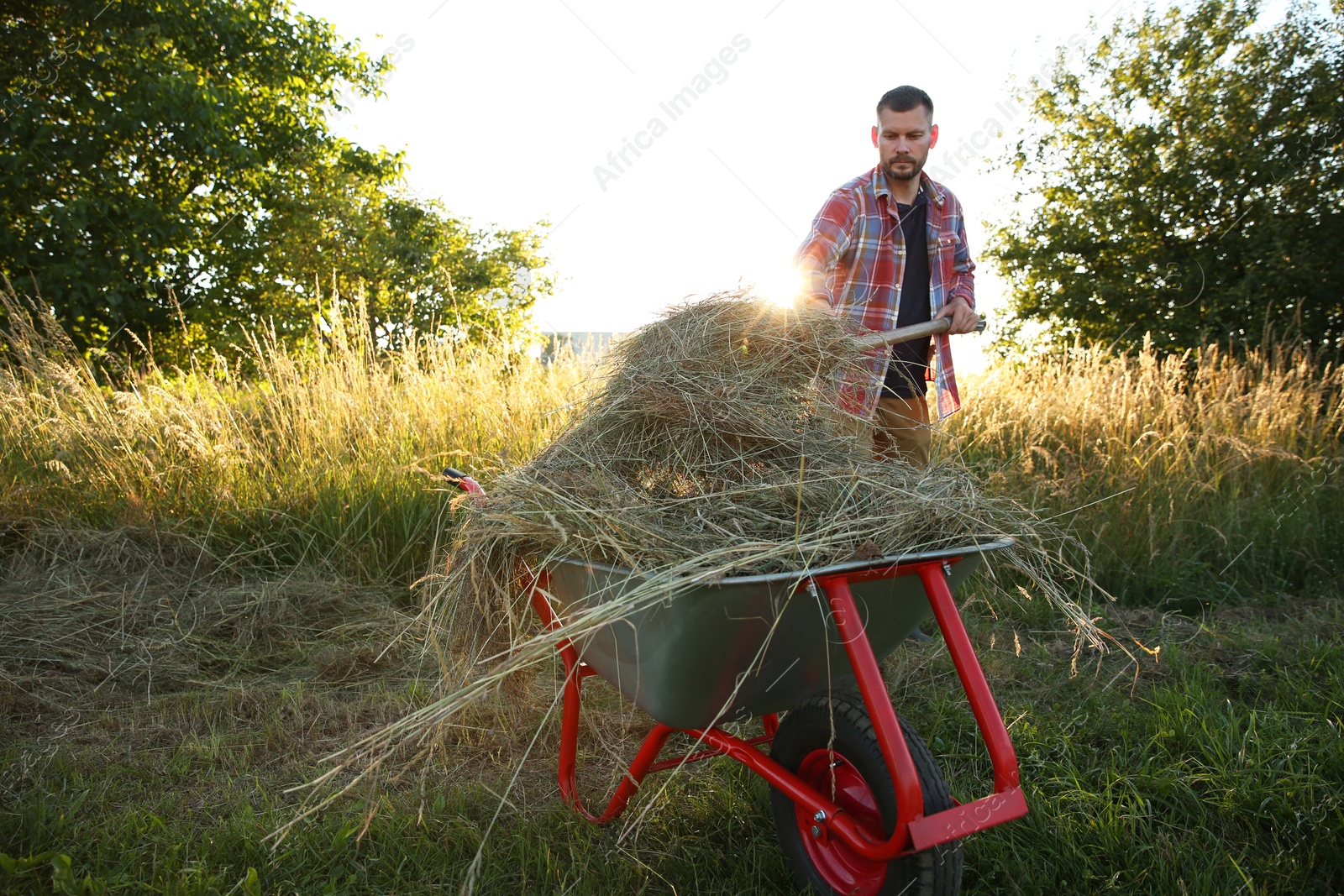 Photo of Farmer working with wheelbarrow full of mown grass outdoors