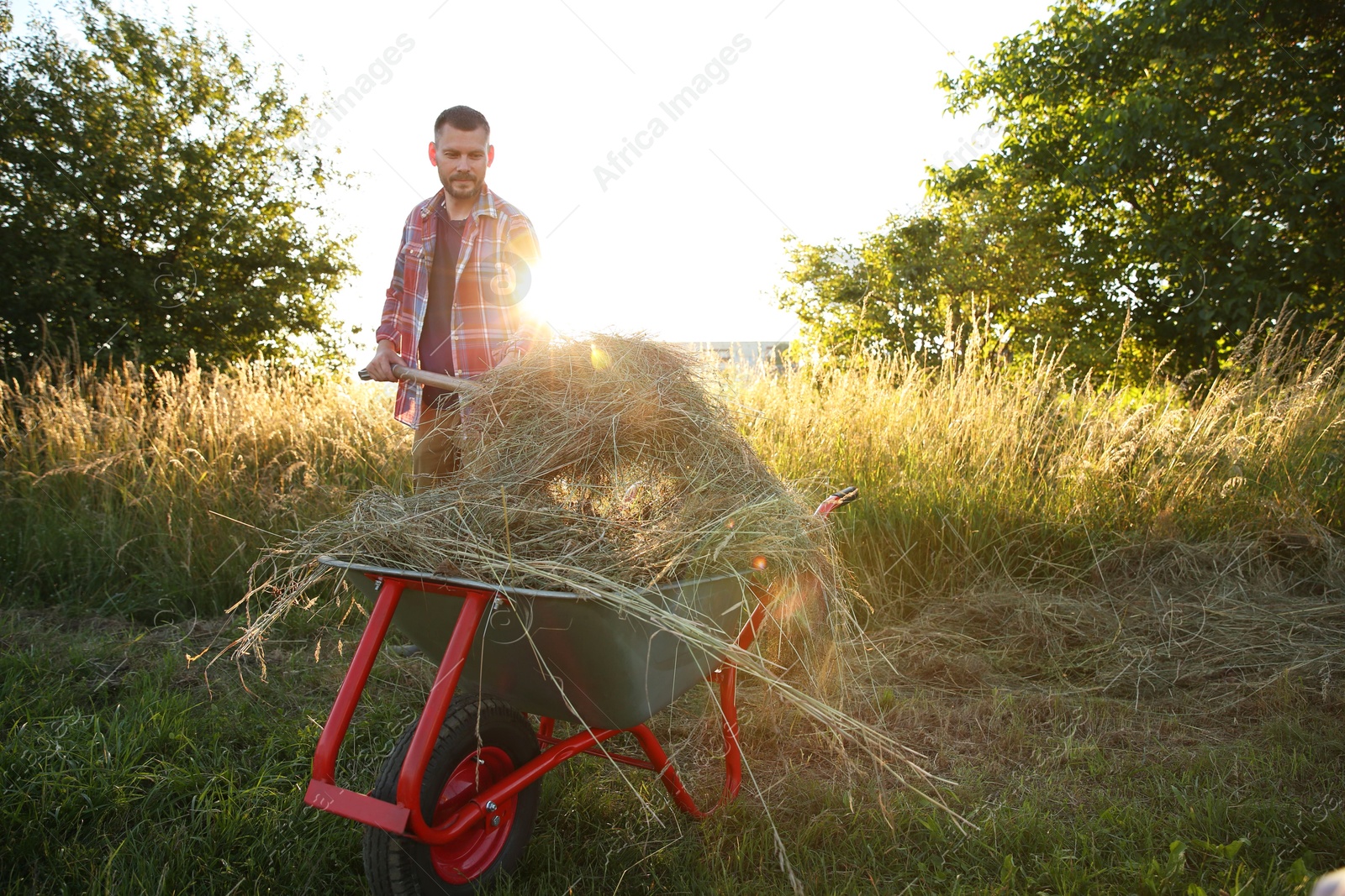 Photo of Farmer working with wheelbarrow full of mown grass outdoors