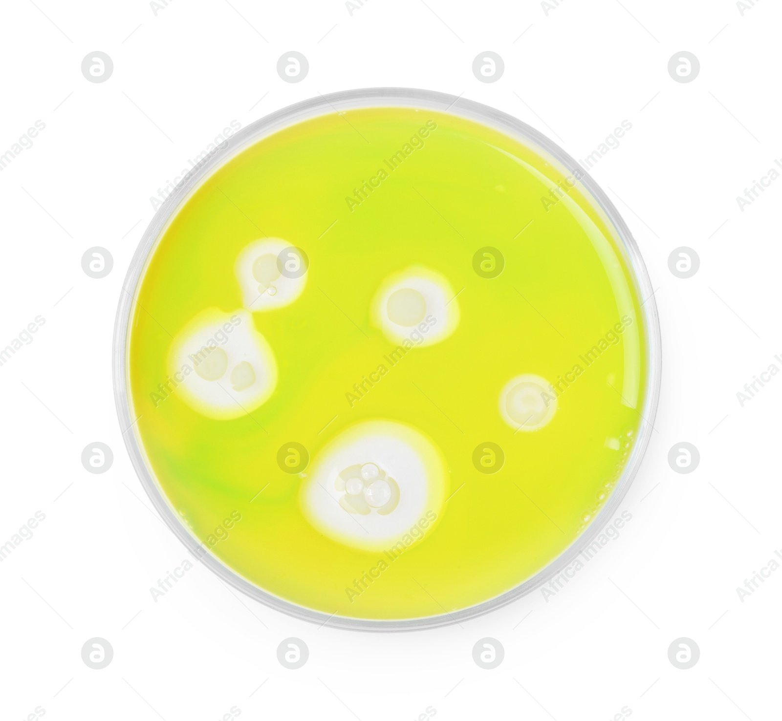 Photo of Petri dish with bacteria isolated on white, top view