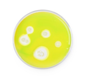 Petri dish with bacteria isolated on white, top view