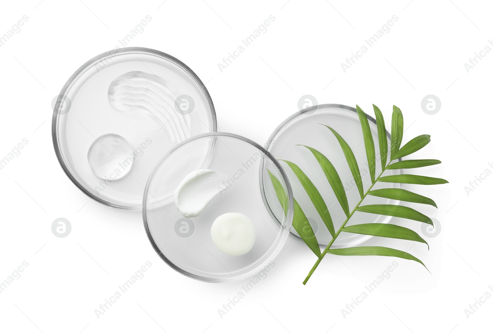 Photo of Petri dishes with different cosmetic products and leaves isolated on white, flat lay