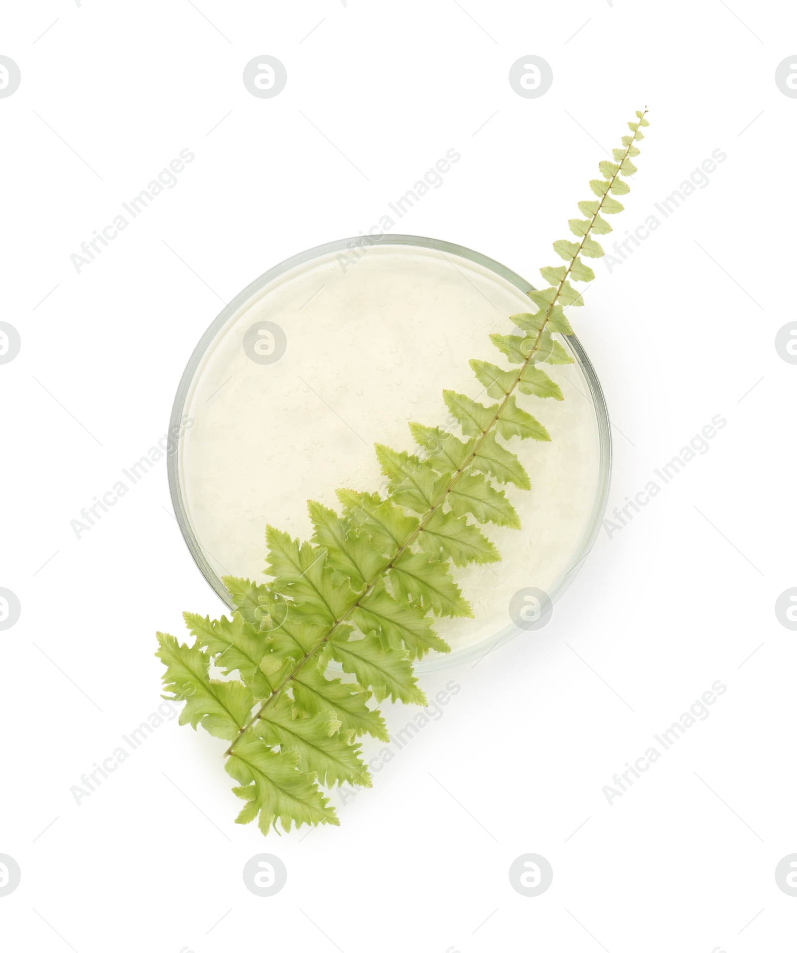 Photo of Petri dish with fresh fern leaf isolated on white, top view