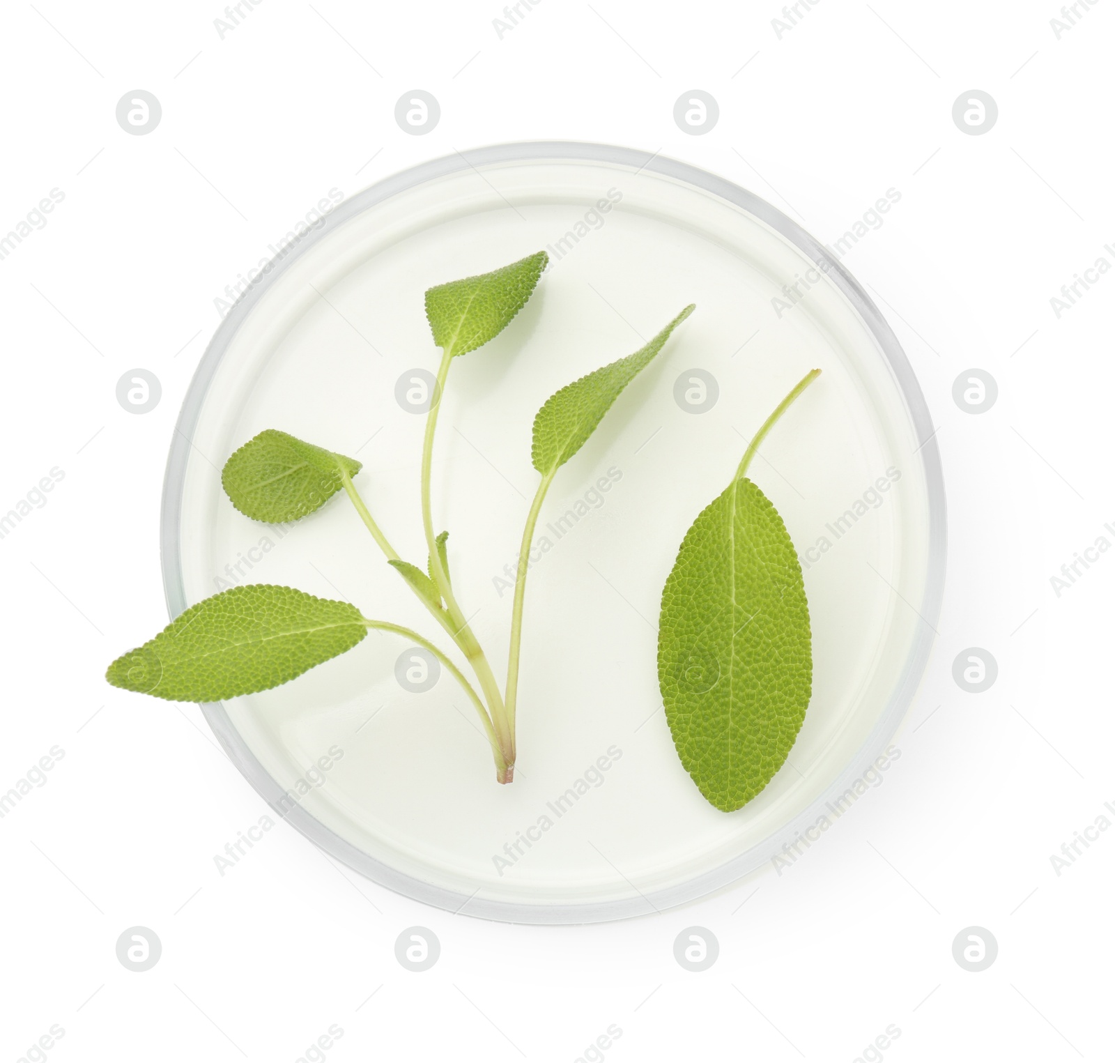 Photo of Petri dish with fresh leaves isolated on white, top view