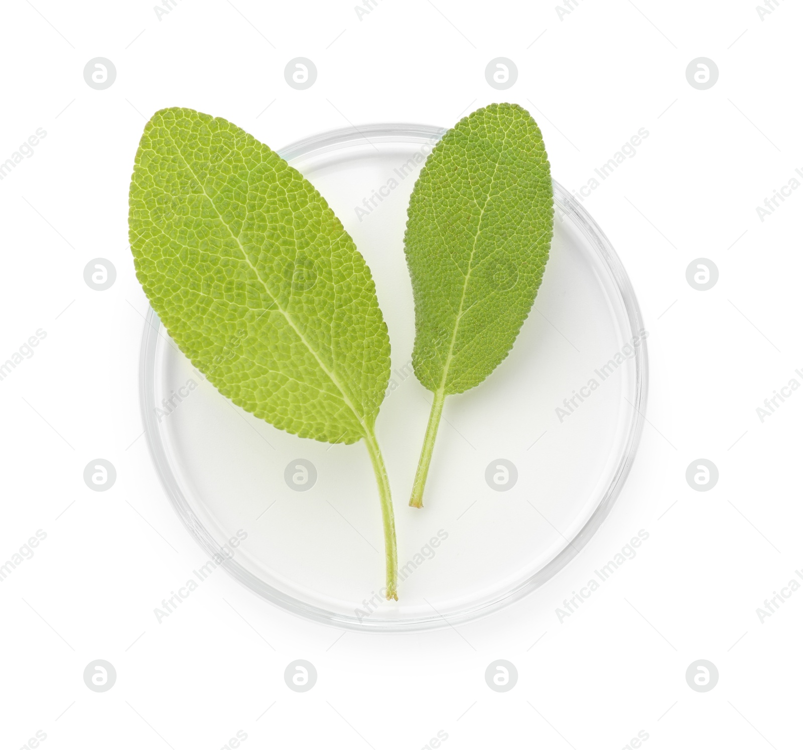 Photo of Petri dish with fresh leaves isolated on white, top view