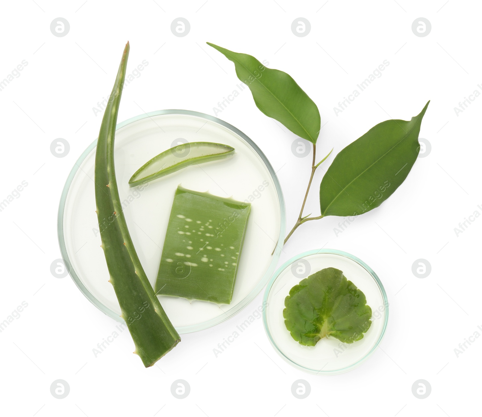 Photo of Petri dishes with different fresh leaves isolated on white, top view