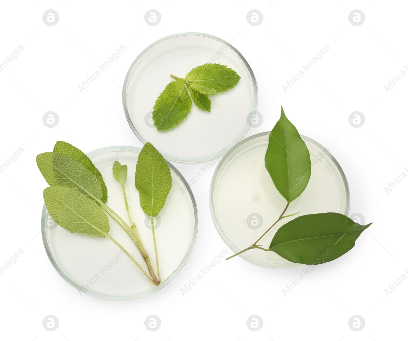 Photo of Petri dishes with different fresh leaves isolated on white, top view