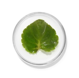 Photo of Petri dish with fresh leaf isolated on white, top view