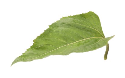 Photo of One green sunflower leaf isolated on white